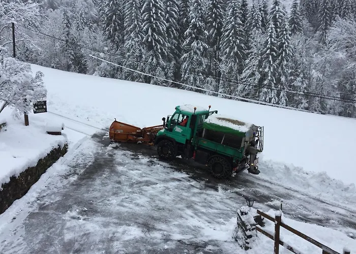 Fleur Des Neiges